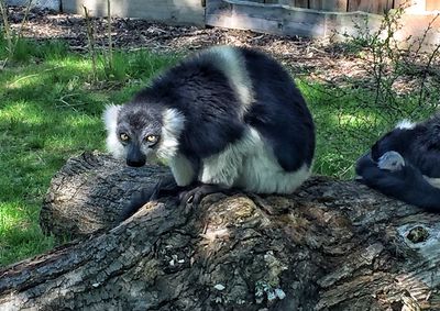 Lizard on log in zoo
