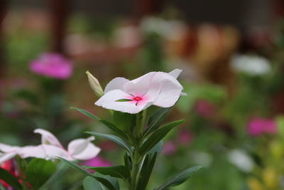 Close-up of pink flowering plant