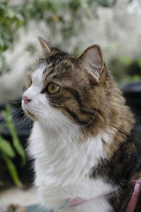 Close-up of cat looking away