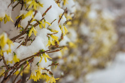 Close-up of yellow flower tree