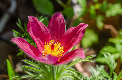 Close-up of pink flower