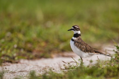 Close-up of bird perching on a field