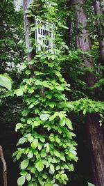 Full frame shot of tree