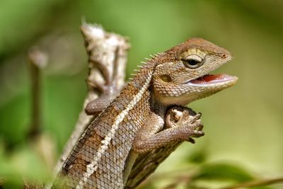 Close-up of chameleon on wood