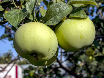 Close-up of apple growing on tree