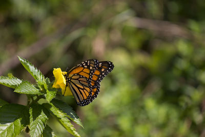 Close-up of butterfly on yellow flower