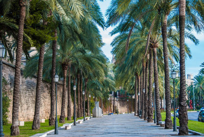 View of palm trees in park