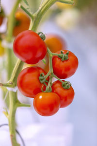 Close-up of tomatoes growing on plant