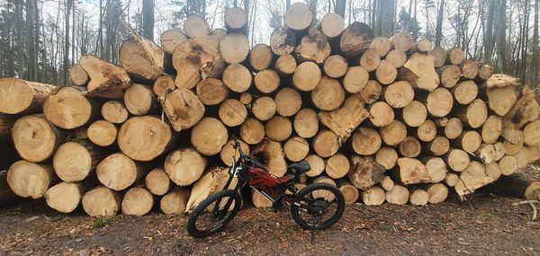 Stack of logs in forest