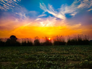 Scenic view of field against sky during sunset