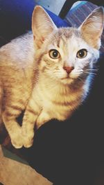 Close-up portrait of cat looking at camera