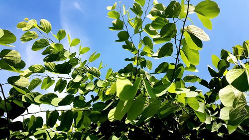 Low angle view of leaves against blue sky on sunny day