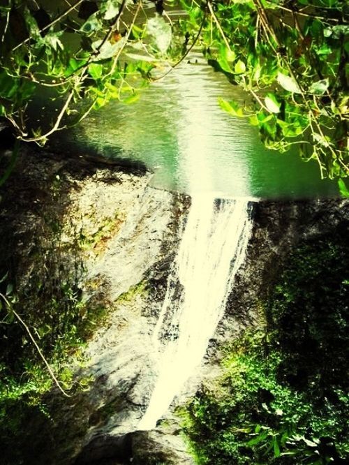 plant, growth, tree, water, nature, forest, green color, branch, tranquility, beauty in nature, leaf, scenics, tranquil scene, day, outdoors, tree trunk, no people, wood - material, sunlight, stream