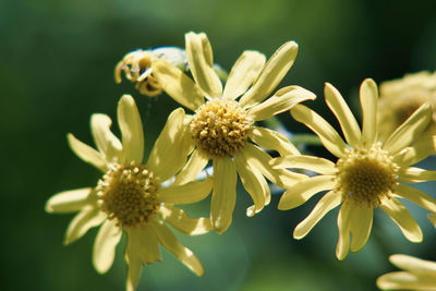 Close-up of yellow flowering plant