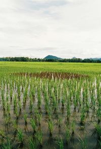 Scenic view of agricultural field against sky