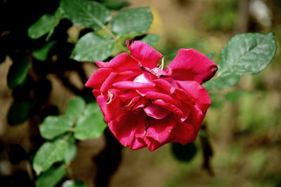 Close-up of pink rose