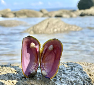 Close-up of dessert on rock at beach