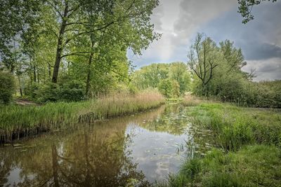 Reflection of trees in water