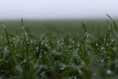 Close-up of grass