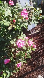 Close-up of pink flowers