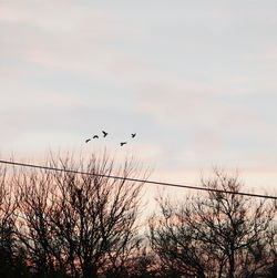Low angle view of birds flying over bare trees