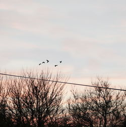 Low angle view of birds flying over bare trees