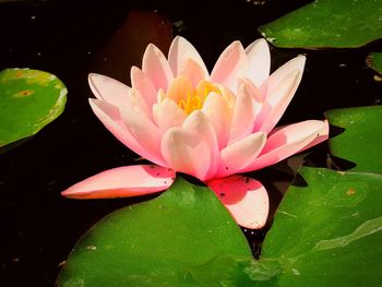 Close-up of lotus water lily