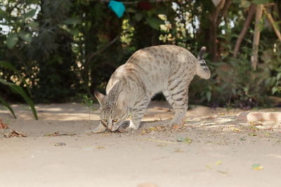 Cat walking in a field