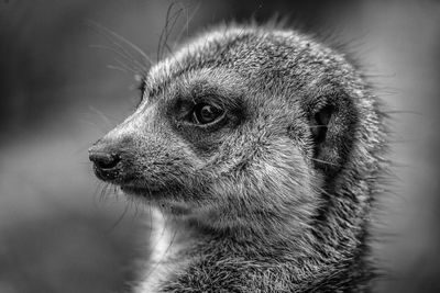 Close-up of meerkat