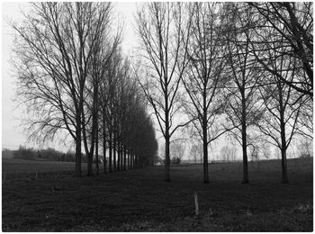 Bare trees on field