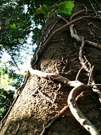 Low angle view of tree against sky