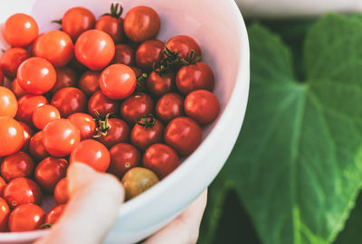 Cherry tomatoes fresh from the garden are in a bowl background