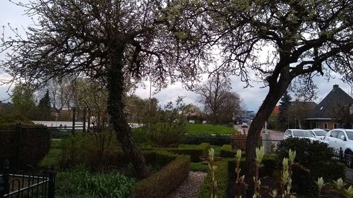 Trees in a park