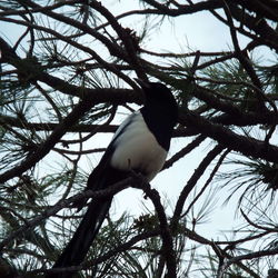 Low angle view of bird on tree