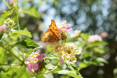 Close-up of butterfly pollinating on flower