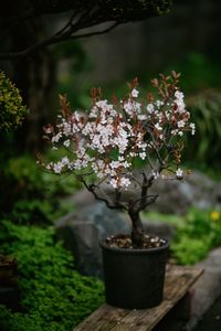 Close-up of small potted plant