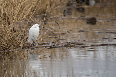 A little egret perched next to a reed bed of the wetlands 