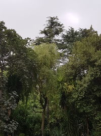 Low angle view of trees in forest against sky