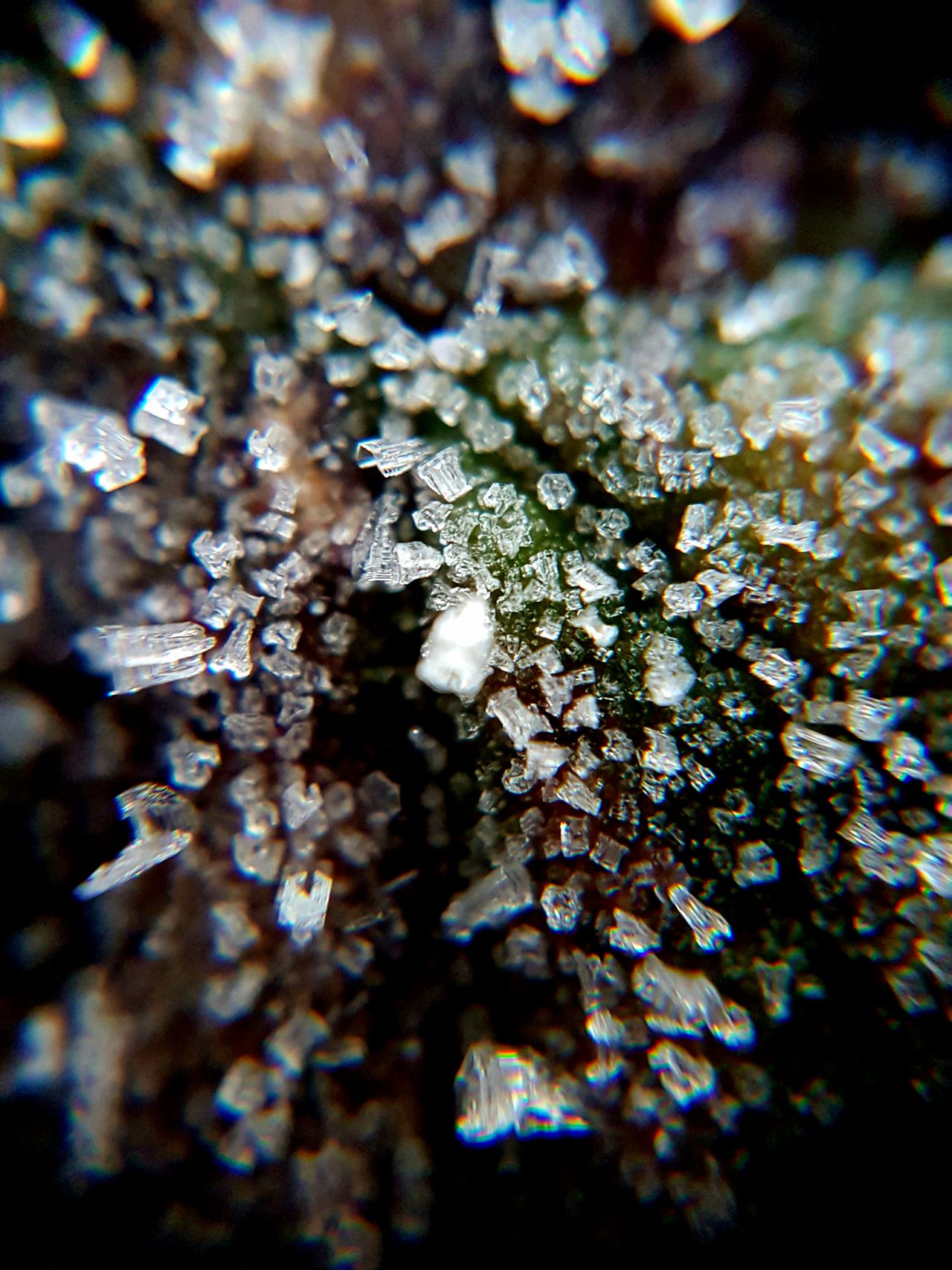 Frost Crystal.