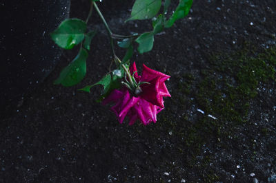 Close-up of pink rose flower