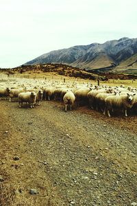 Sheep grazing on grassy field