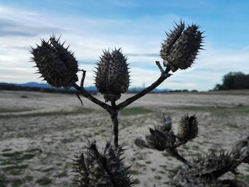 Close-up of thistle on field against sky