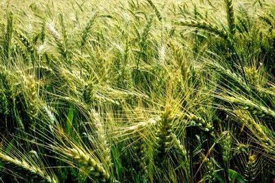 Full frame shot of wheat field