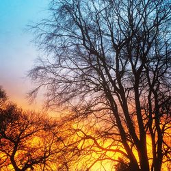 Low angle view of bare trees against sky at sunset