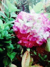 Close-up of pink flowers