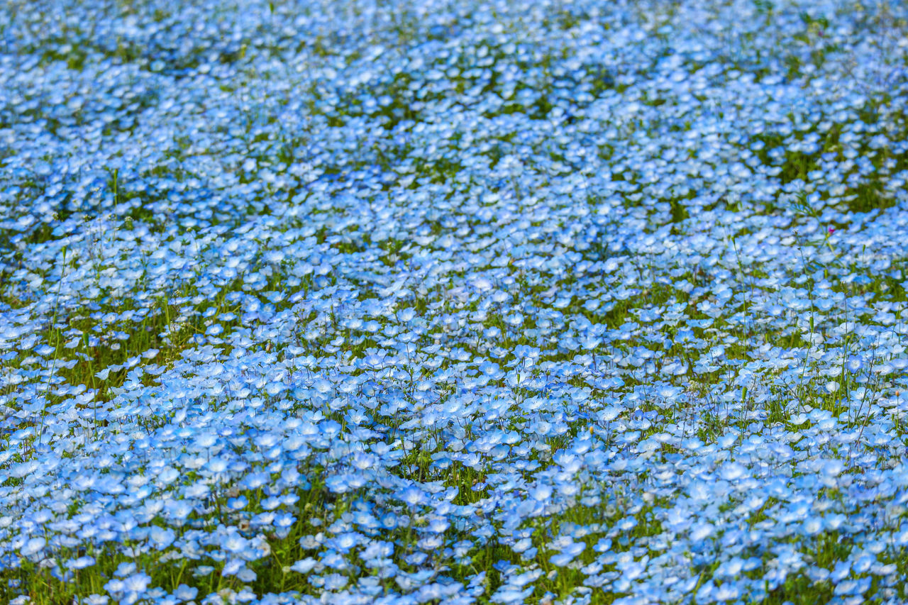 FULL FRAME SHOT OF FLOWERING PLANT