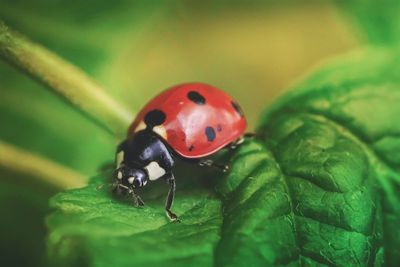 Close-up of ladybug on leaf