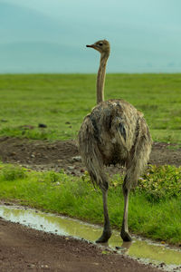 Ostrich on landscape