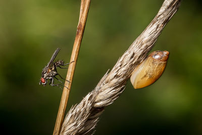 Close-up of snail and fly on plant