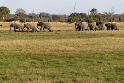 Elephants in a field